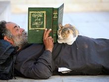 Триколірна кішка (44 фото): у кошенят яких порід буває черепахова забарвлення шерсті? Можуть коти бути триколірними? Як назвати кошеня?