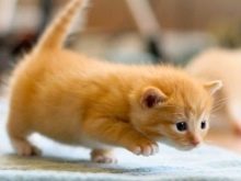 Триколірна кішка (44 фото): у кошенят яких порід буває черепахова забарвлення шерсті? Можуть коти бути триколірними? Як назвати кошеня?