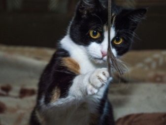 Триколірна кішка (44 фото): у кошенят яких порід буває черепахова забарвлення шерсті? Можуть коти бути триколірними? Як назвати кошеня?