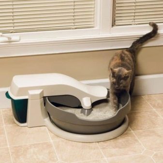 Триколірна кішка (44 фото): у кошенят яких порід буває черепахова забарвлення шерсті? Можуть коти бути триколірними? Як назвати кошеня?