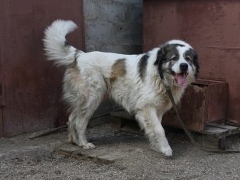 Тувинська вівчарка (25 фото): опис породи. Стандарт собак. Як годувати щенят?