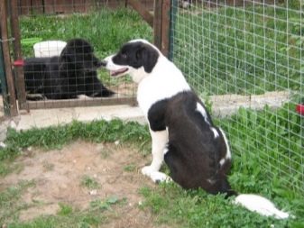 Тувинська вівчарка (25 фото): опис породи. Стандарт собак. Як годувати щенят?