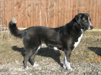 Тувинська вівчарка (25 фото): опис породи. Стандарт собак. Як годувати щенят?