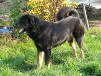 Тувинська вівчарка (25 фото): опис породи. Стандарт собак. Як годувати щенят?