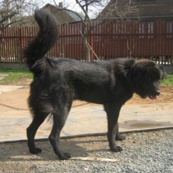 Тувинська вівчарка (25 фото): опис породи. Стандарт собак. Як годувати щенят?