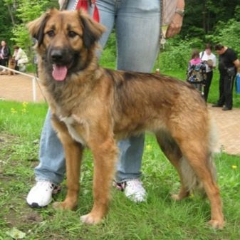 Тувинська вівчарка (25 фото): опис породи. Стандарт собак. Як годувати щенят?