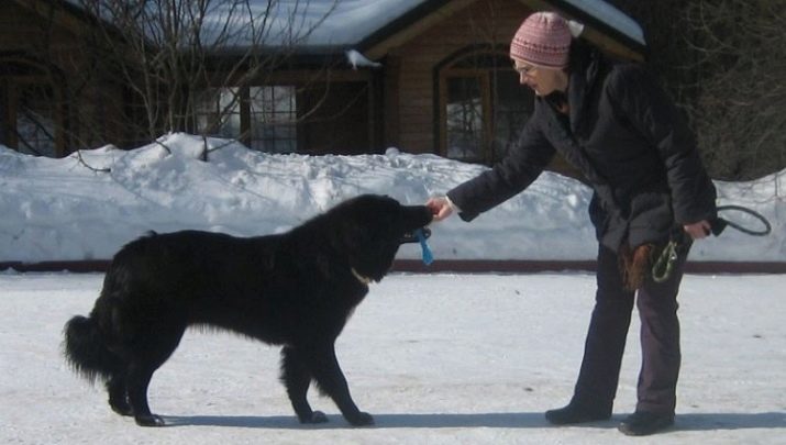 Тувинська вівчарка (25 фото): опис породи. Стандарт собак. Як годувати щенят?