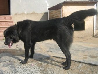 Тувинська вівчарка (25 фото): опис породи. Стандарт собак. Як годувати щенят?