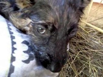 Тувинська вівчарка (25 фото): опис породи. Стандарт собак. Як годувати щенят?