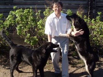 Тувинська вівчарка (25 фото): опис породи. Стандарт собак. Як годувати щенят?