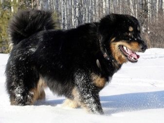 Тувинська вівчарка (25 фото): опис породи. Стандарт собак. Як годувати щенят?