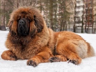 Тувинська вівчарка (25 фото): опис породи. Стандарт собак. Як годувати щенят?