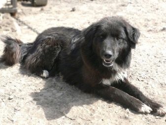 Тувинська вівчарка (25 фото): опис породи. Стандарт собак. Як годувати щенят?