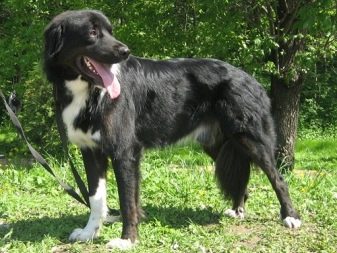 Тувинська вівчарка (25 фото): опис породи. Стандарт собак. Як годувати щенят?