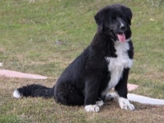 Тувинська вівчарка (25 фото): опис породи. Стандарт собак. Як годувати щенят?