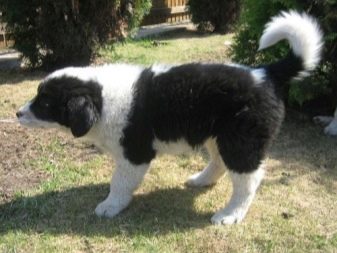 Тувинська вівчарка (25 фото): опис породи. Стандарт собак. Як годувати щенят?