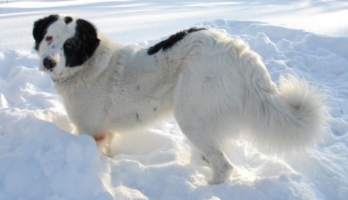Тувинська вівчарка (25 фото): опис породи. Стандарт собак. Як годувати щенят?