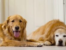 У чому різниця між ретривером і лабрадором? 24 фото Чим вони відрізняються зовні? Відмінності в характері. Кого вибрати?