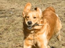 У чому різниця між ретривером і лабрадором? 24 фото Чим вони відрізняються зовні? Відмінності в характері. Кого вибрати?