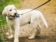 У чому різниця між ретривером і лабрадором? 24 фото Чим вони відрізняються зовні? Відмінності в характері. Кого вибрати?