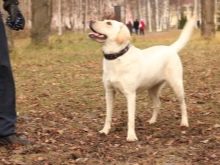 У чому різниця між ретривером і лабрадором? 24 фото Чим вони відрізняються зовні? Відмінності в характері. Кого вибрати?