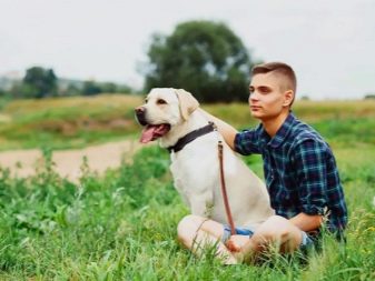 У чому різниця між ретривером і лабрадором? 24 фото Чим вони відрізняються зовні? Відмінності в характері. Кого вибрати?