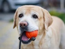 У чому різниця між ретривером і лабрадором? 24 фото Чим вони відрізняються зовні? Відмінності в характері. Кого вибрати?