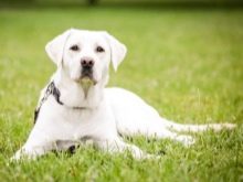 У чому різниця між ретривером і лабрадором? 24 фото Чим вони відрізняються зовні? Відмінності в характері. Кого вибрати?