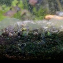 УФ-стерилізатори для акваріума (16 фото): навіщо потрібна акваріумна ультрафіолетова лампа? Користь і шкода світильників для дезінфекції води