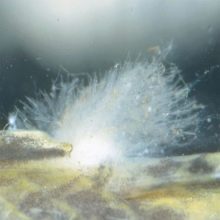 УФ-стерилізатори для акваріума (16 фото): навіщо потрібна акваріумна ультрафіолетова лампа? Користь і шкода світильників для дезінфекції води