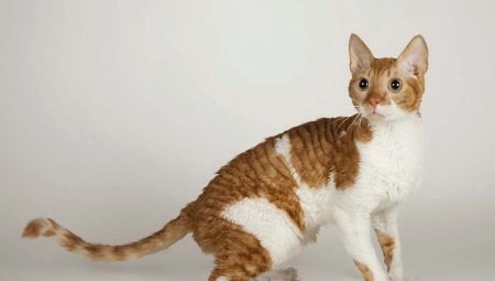 Уральські рекси (30 фото): опис породи, риси характеру кішок, відмінності короткошерстих і довгошерстих котів