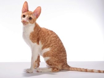 Уральські рекси (30 фото): опис породи, риси характеру кішок, відмінності короткошерстих і довгошерстих котів