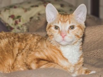 Уральські рекси (30 фото): опис породи, риси характеру кішок, відмінності короткошерстих і довгошерстих котів