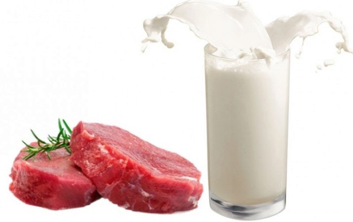 Уральські рекси (30 фото): опис породи, риси характеру кішок, відмінності короткошерстих і довгошерстих котів