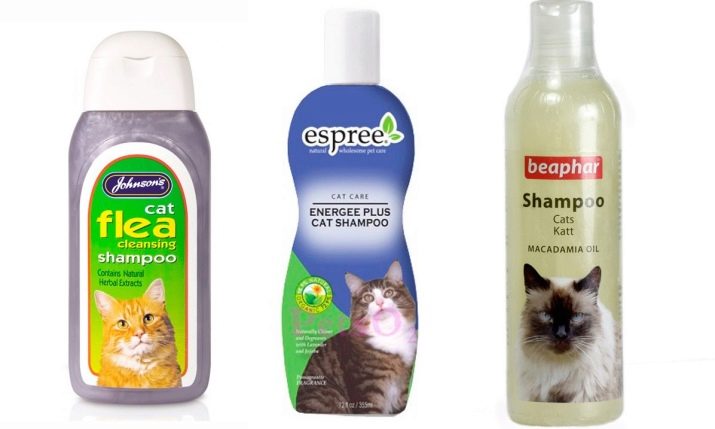 Уральські рекси (30 фото): опис породи, риси характеру кішок, відмінності короткошерстих і довгошерстих котів