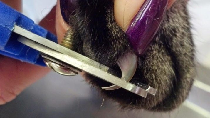 Уральські рекси (30 фото): опис породи, риси характеру кішок, відмінності короткошерстих і довгошерстих котів