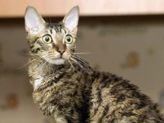 Уральські рекси (30 фото): опис породи, риси характеру кішок, відмінності короткошерстих і довгошерстих котів