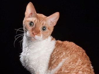 Уральські рекси (30 фото): опис породи, риси характеру кішок, відмінності короткошерстих і довгошерстих котів