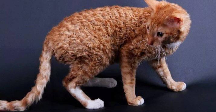 Уральські рекси (30 фото): опис породи, риси характеру кішок, відмінності короткошерстих і довгошерстих котів