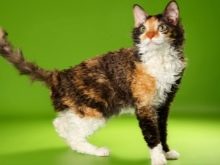 Уральські рекси (30 фото): опис породи, риси характеру кішок, відмінності короткошерстих і довгошерстих котів