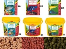 Утримання акваріумних риб цихлід (14 фото): правильний догляд за рибками і мальками в акваріумі. Яка потрібна температура води? Як розводити?