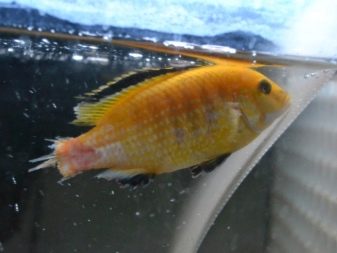 Утримання акваріумних риб цихлід (14 фото): правильний догляд за рибками і мальками в акваріумі. Яка потрібна температура води? Як розводити?