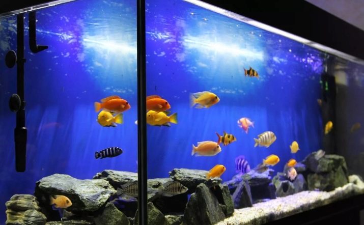Утримання акваріумних риб цихлід (14 фото): правильний догляд за рибками і мальками в акваріумі. Яка потрібна температура води? Як розводити?