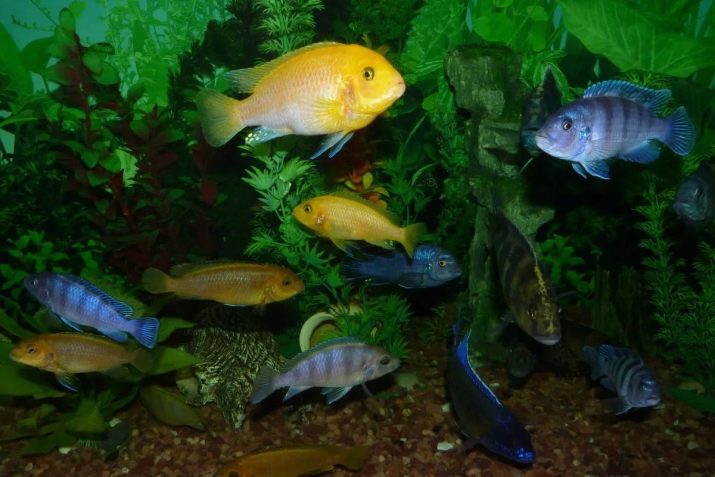 Утримання акваріумних риб цихлід (14 фото): правильний догляд за рибками і мальками в акваріумі. Яка потрібна температура води? Як розводити?