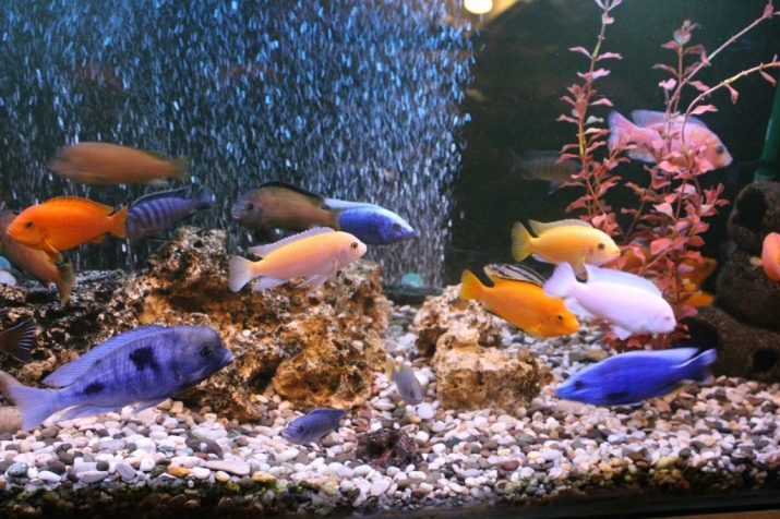Утримання акваріумних риб цихлід (14 фото): правильний догляд за рибками і мальками в акваріумі. Яка потрібна температура води? Як розводити?