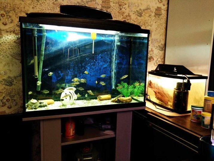 Утримання акваріумних риб цихлід (14 фото): правильний догляд за рибками і мальками в акваріумі. Яка потрібна температура води? Як розводити?