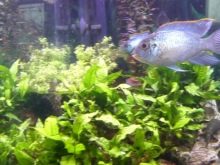 Утримання акваріумних риб цихлід (14 фото): правильний догляд за рибками і мальками в акваріумі. Яка потрібна температура води? Як розводити?