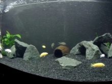 Утримання акваріумних риб цихлід (14 фото): правильний догляд за рибками і мальками в акваріумі. Яка потрібна температура води? Як розводити?