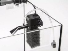 Утримання акваріумних риб цихлід (14 фото): правильний догляд за рибками і мальками в акваріумі. Яка потрібна температура води? Як розводити?