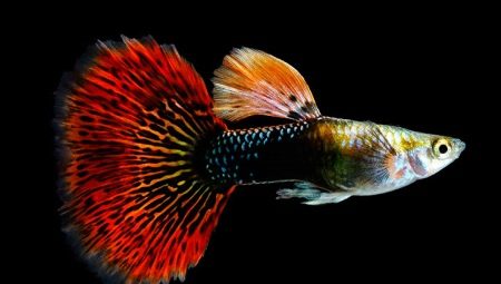 Утримання гуппі (15 фото): догляд за акваріумними рибками в домашніх умовах. Поради для початківців з утримання риб в маленькому акваріумі